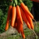 Nantes Carrot  